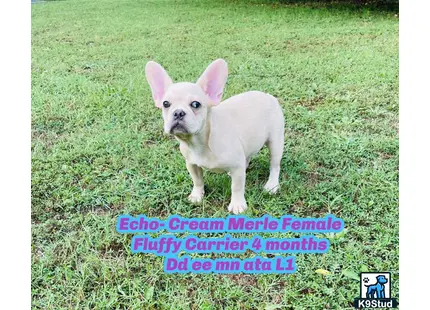 a small white french bulldog dog